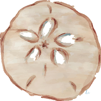 Sanddollar