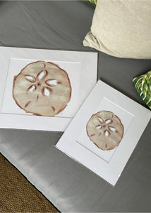 Sanddollar Matted Print
